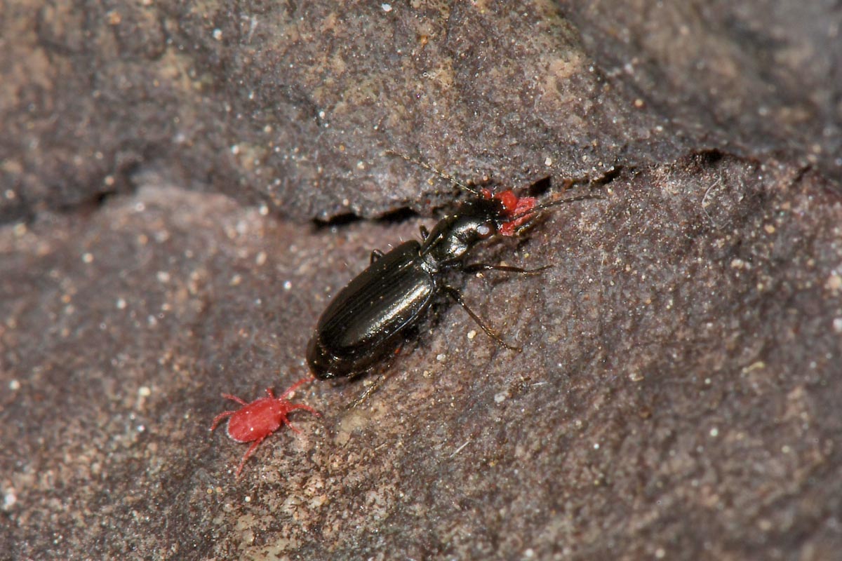 Carabidae: Apristus europaeus: il 